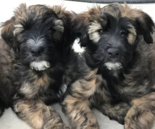 whoodles puppies - health problems