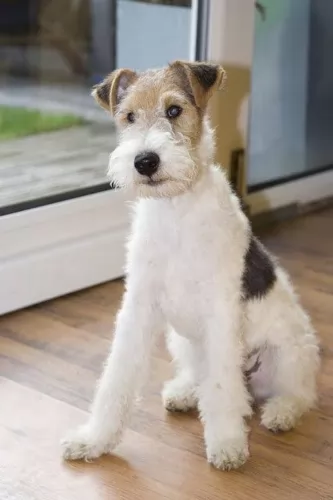 wire fox terrier - history