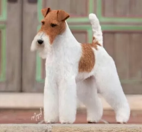 wire fox terrier dog - characteristics
