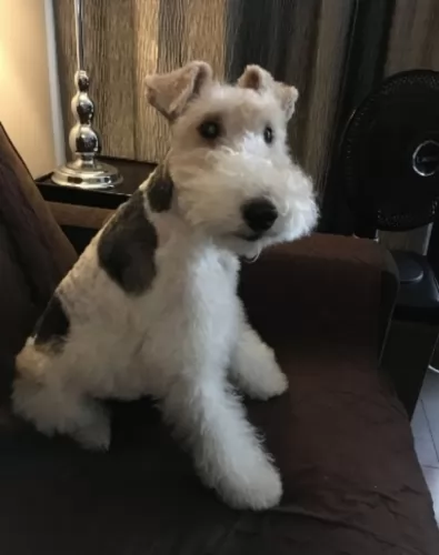 wire haired fox terrier