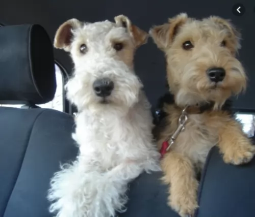 wire haired fox terrier dogs - caring