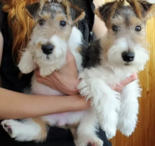 wire haired fox terrier puppies - health problems