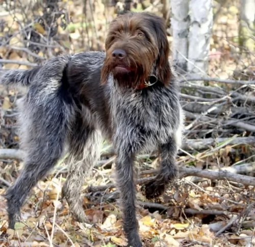 wirehaired pointing griffon dog - characteristics