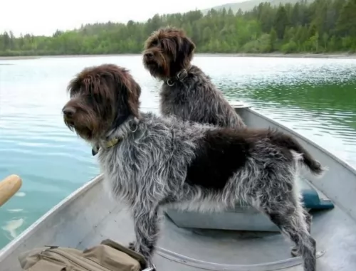 wirehaired pointing griffon dogs - caring