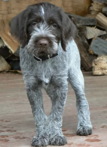 wirehaired pointing griffon puppy - description