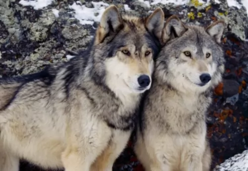 wolfdog dogs - caring