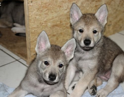 wolfdog puppies