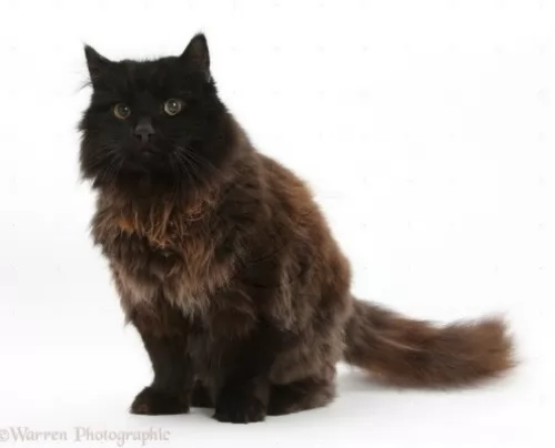 york chocolate cat cat - characteristics