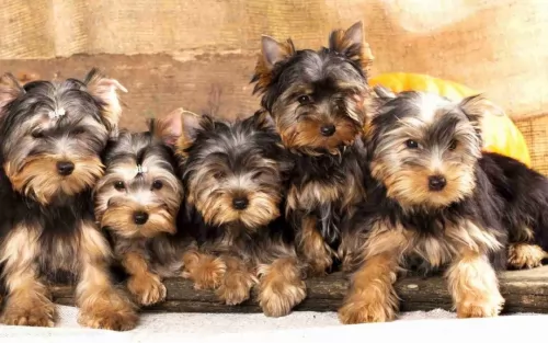 yorkshire terrier - history