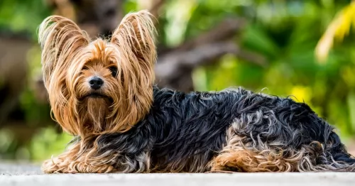 yorkshire terrier dog - characteristics