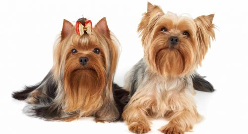 yorkshire terrier dogs