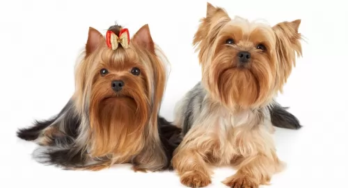 yorkshire terrier dogs - caring