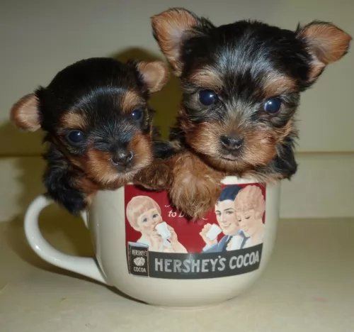 yorkshire terrier puppies - health problems