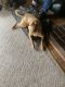 Abruzzenhund Puppies for sale in Superior, MT 59872, USA. price: NA