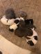 Abruzzenhund Puppies for sale in Aurora, IL 60505, USA. price: $500