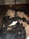 Abruzzenhund Puppies for sale in Columbus, OH 43211, USA. price: NA
