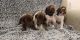 Abruzzenhund Puppies for sale in NY-27, East Hampton, NY, USA. price: $650