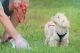 Abruzzenhund Puppies for sale in 9013 W Shorewood Dr, Mercer Island, WA 98040, USA. price: NA