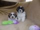 Abruzzenhund Puppies for sale in Corpus Christi, TX, USA. price: NA