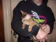 Abyssinian Cats for sale in Milwaukee County, WI, USA. price: $1,000