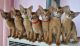 Abyssinian Cats for sale in Ardmore, AL 35739, USA. price: $500