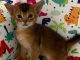 Abyssinian Cats for sale in Scranton, PA, USA. price: $500