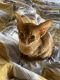 Abyssinian Cats for sale in Gilbert, AZ 85296, USA. price: $1,500