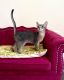 Abyssinian Cats for sale in Murrieta, California. price: $1,700