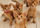 Abyssinian Cats for sale in New York City, New York. price: $500