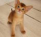 Abyssinian Cats for sale in Chicago, Illinois. price: $500