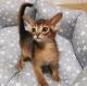 Abyssinian Cats for sale in Browerville, Minnesota. price: $500