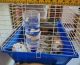 Abyssinian Guinea Pig Rodents for sale in Anchorage, AK, USA. price: NA