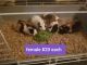 Abyssinian Guinea Pig Rodents for sale in Guthrie, OK, USA. price: NA