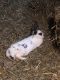 Abyssinian Guinea Pig Rodents for sale in Darby, PA, USA. price: NA