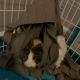 Abyssinian Guinea Pig Rodents for sale in Virginia Beach, VA, USA. price: $50