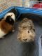 Male Guinea pig in need of a new home