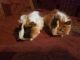 Abyssinian Guinea Pig Rodents for sale in Guthrie, OK, USA. price: NA