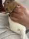 Abyssinian Guinea Pig Rodents for sale in Mesa, AZ 85203, USA. price: NA