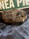 Abyssinian Guinea Pig Rodents for sale in Midlothian, VA 23112, USA. price: $60