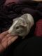 Abyssinian Guinea Pig Rodents for sale in Beaver Falls, PA 15010, USA. price: NA