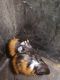 Abyssinian Guinea Pig Rodents for sale in Lakeland, FL, USA. price: $35