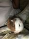Abyssinian Guinea Pig Rodents for sale in Palm Bay, FL 32907, USA. price: $165