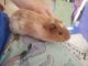 Abyssinian Guinea Pig Rodents for sale in Aztec, NM, USA. price: NA