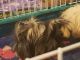 Abyssinian Guinea Pig Rodents for sale in Locust Grove, VA 22508, USA. price: $20
