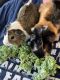 Abyssinian Guinea Pig Rodents for sale in Oklahoma City, OK, USA. price: NA