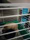 Abyssinian Guinea Pig Rodents for sale in Orlando, FL, USA. price: $50