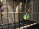 Accentor Birds for sale in Strongsville, OH 44136, USA. price: $250