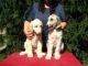 Afghan Hound Puppies for sale