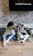 beautiful pedigree Afghan Hound pups