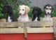 Afghan Hound Puppies